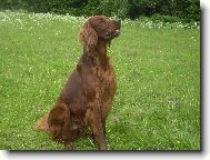 Irish Red Setter