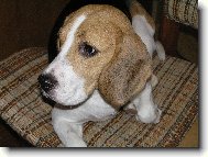 Beagle