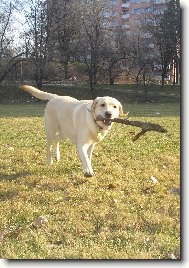 Labrador Retriever