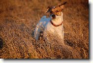 Jack Russell Terrier