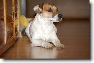 Jack Russell Terrier