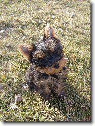 Jorkrsk terier, Yorkshire Terrier,