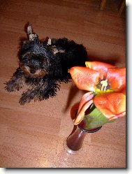 Jorkrsk terier, Yorkshire Terrier,