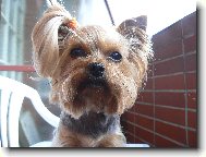 Jorkrsk terier, Yorkshire Terrier,