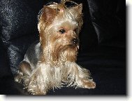 Jorkrsk terier, Yorkshire Terrier,