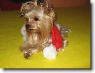 Jorkrsk terier, Yorkshire Terrier,