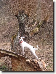 Parson russell terrier \\\\\(Dog standard\\\\\)