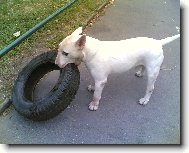 Bull Terrier