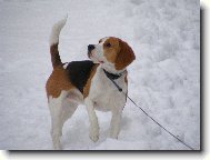 Beagle