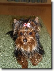 Jorkrsk terier, Yorkshire Terrier,