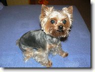 Jorkrsk terier, Yorkshire Terrier,