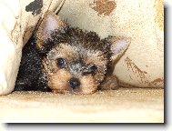 Jorkrsk terier, Yorkshire Terrier,