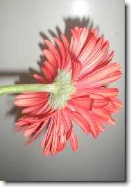 Gerbera jamesonii