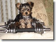 Jorkrsk terier, Yorkshire Terrier,