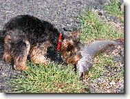 Jorkrsk terier, Yorkshire Terrier,