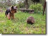 Jorkrsk terier, Yorkshire Terrier,