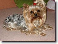 Jorkrsk terier, Yorkshire Terrier,