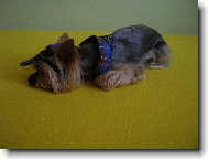 Jorkrsk terier, Yorkshire Terrier,