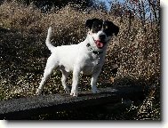 Jack Russell Terrier