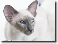 Siamese \(cat\)