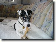 Jack Russell Terrier