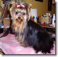 Jorkrsk terier, Yorkshire Terrier,