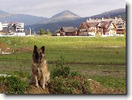 Chien de Berger Belge - Tervueren