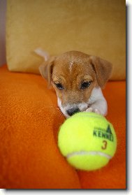 Jack Russell Terrier