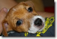 Jack Russell Terrier