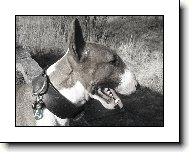 Bull Terrier