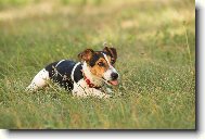 Jack Russell Terrier