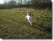 Parson russell terrier \\\\\(Dog standard\\\\\)