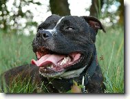 Staffordshire bull terrier \(Dog standard\)