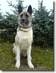 American akita