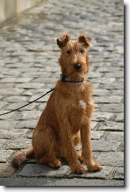 Irish  terrier \\\\\(Dog standard\\\\\)