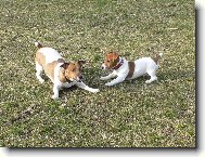 Jack Russell Terrier