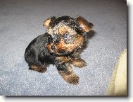 Jorkrsk terier, Yorkshire Terrier,