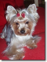 Jorkrsk terier, Yorkshire Terrier,