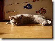 British shorthairs cat