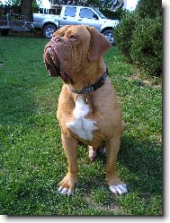 Dogue de Bordeaux