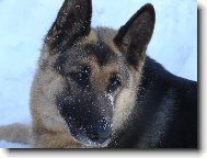 German Shepherd Dog