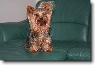 Jorkrsk terier, Yorkshire Terrier,