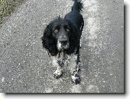 English Springer Spaniel