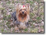 Jorkrsk terier, Yorkshire Terrier,