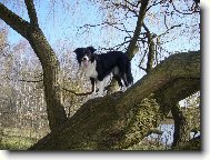 Border collie \\\\\(Dog standard\\\\\)