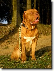 Dogue de Bordeaux