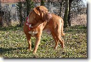 Dogue de Bordeaux