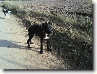 American Staffordshire Terrier Blue Lacy