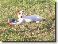 Jack Russell Terrier