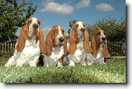 Basset Hound